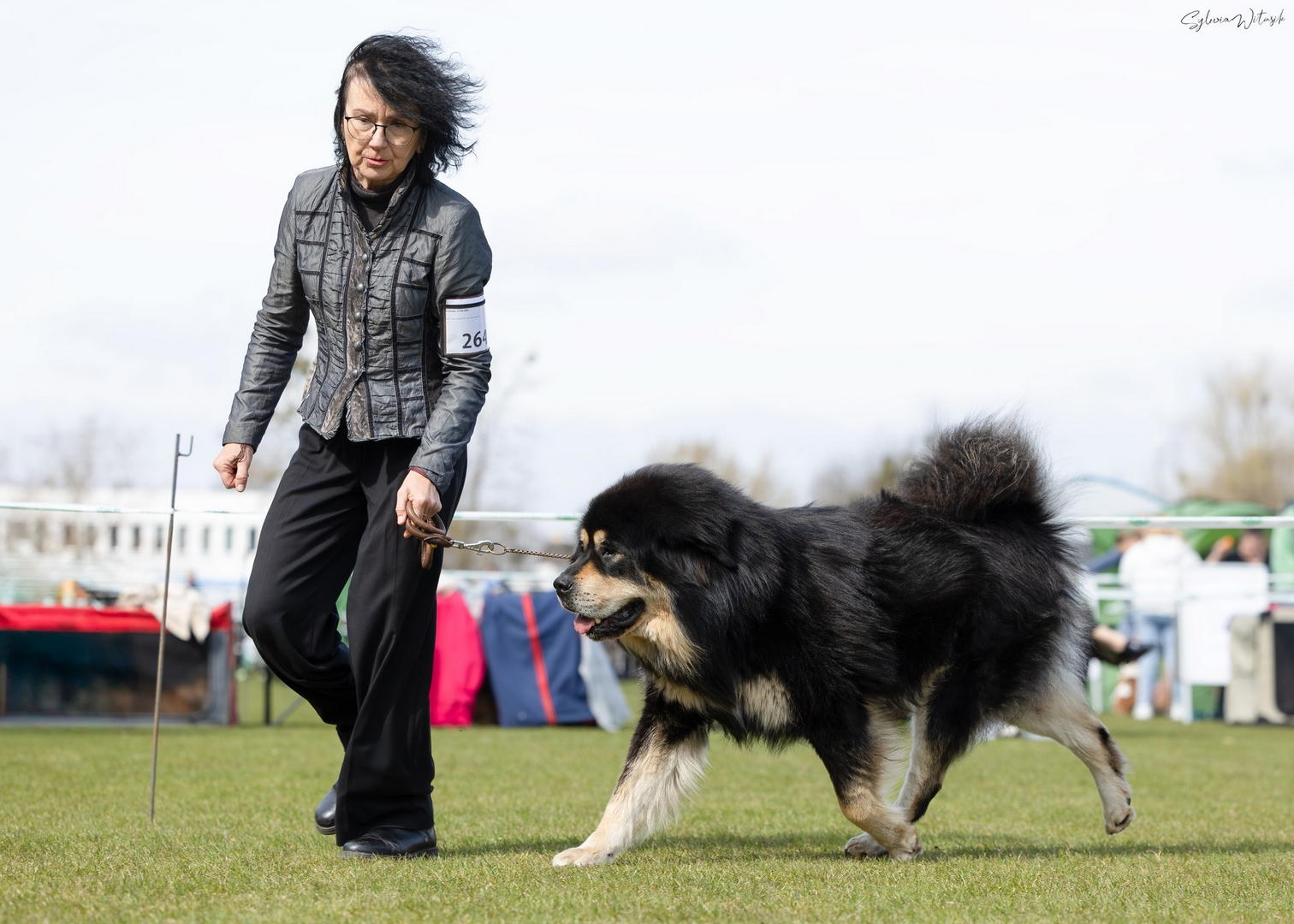 Tibetan Mastiff Puppy