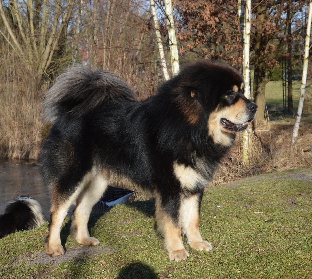 Tibetan Mastiff Puppy