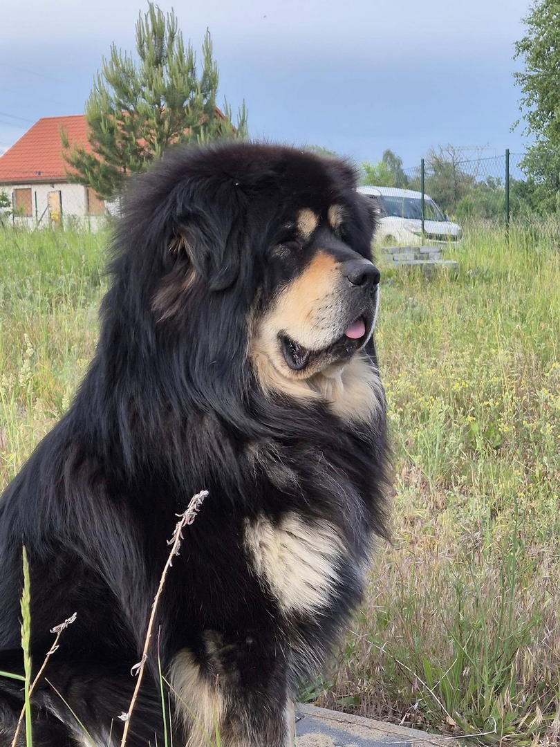 Tibetan Mastiff Puppy