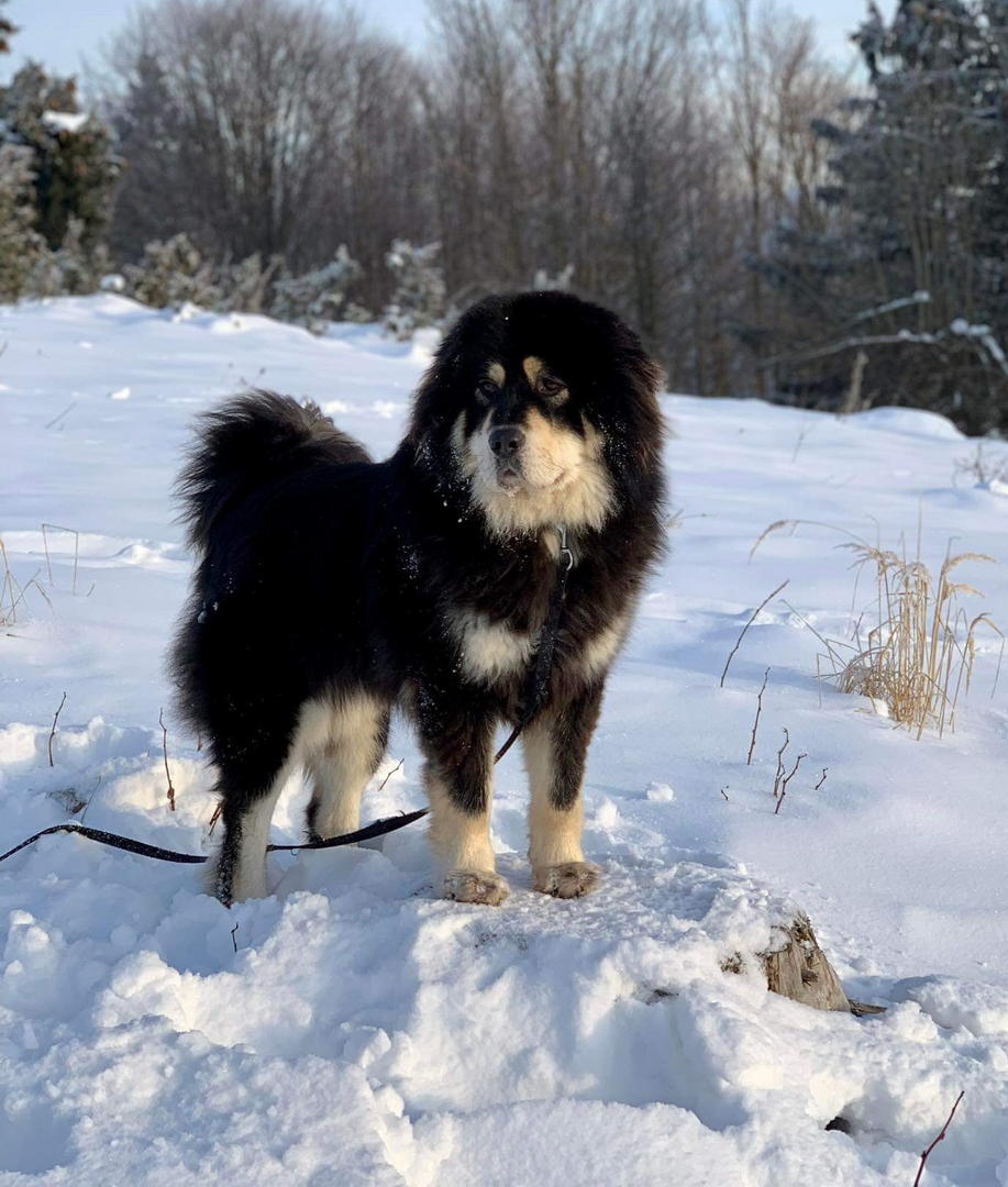 Tibetan Mastiff Puppy