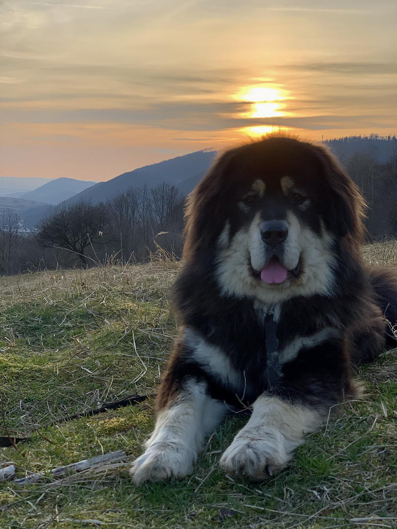 Tibetan Mastiff Puppy