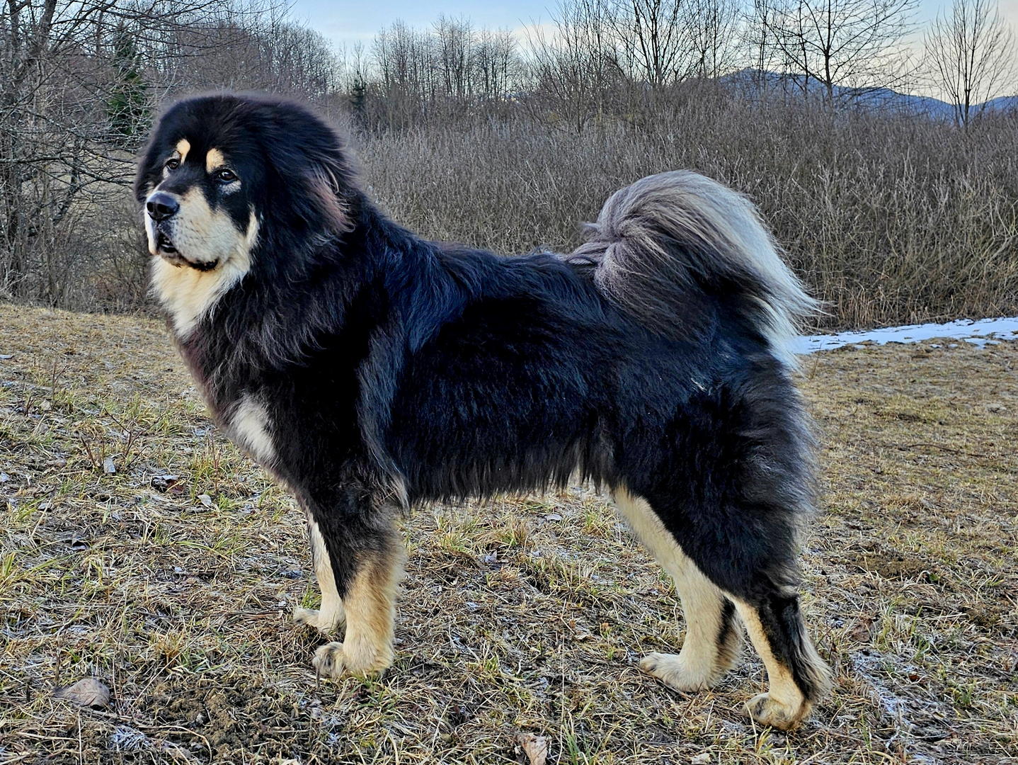 Tibetan Mastiff Puppy