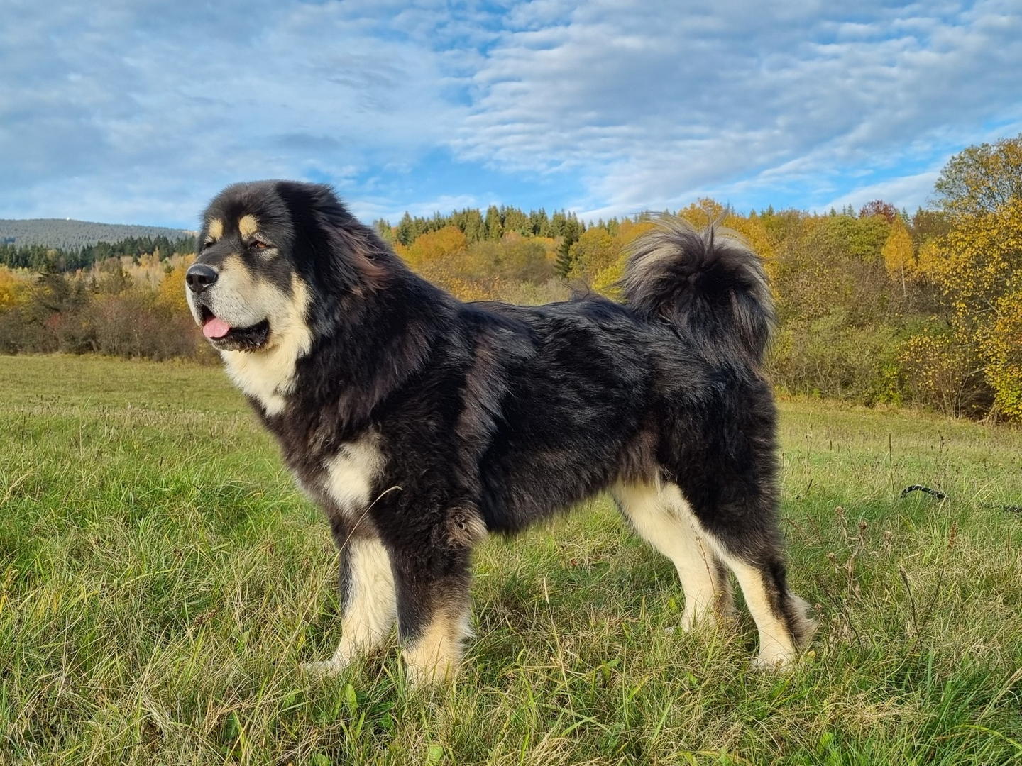 Tibetan Mastiff Puppy