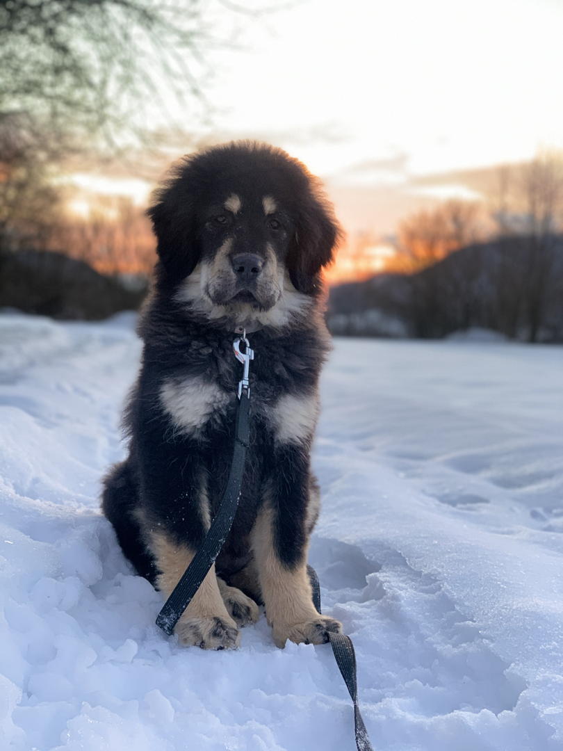 Tibetan Mastiff Puppy