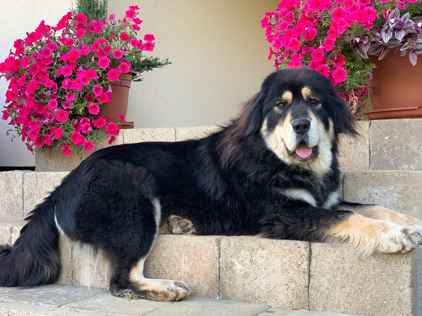 Tibetan Mastiff Puppy