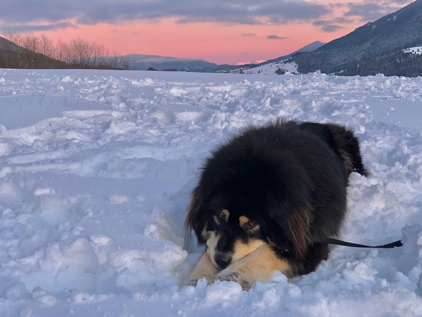 Tibetan Mastiff Puppy