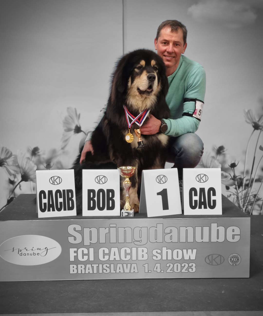 Tibetan Mastiff Puppy