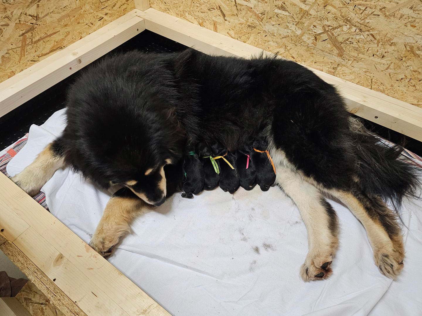 Tibetan Mastiff Puppy