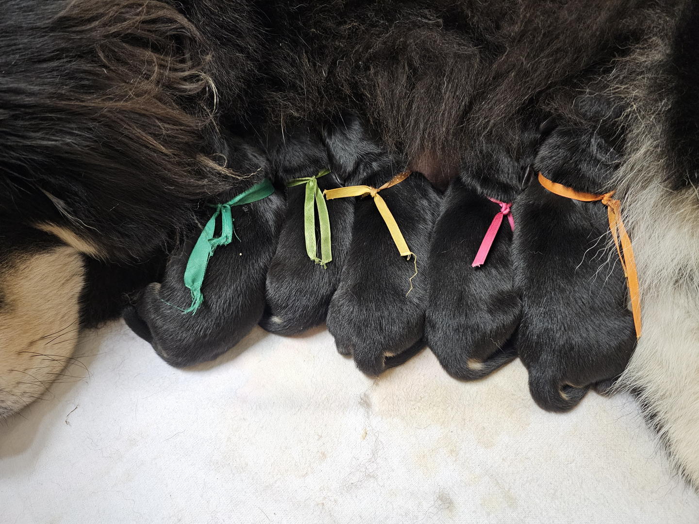Tibetan Mastiff Puppy