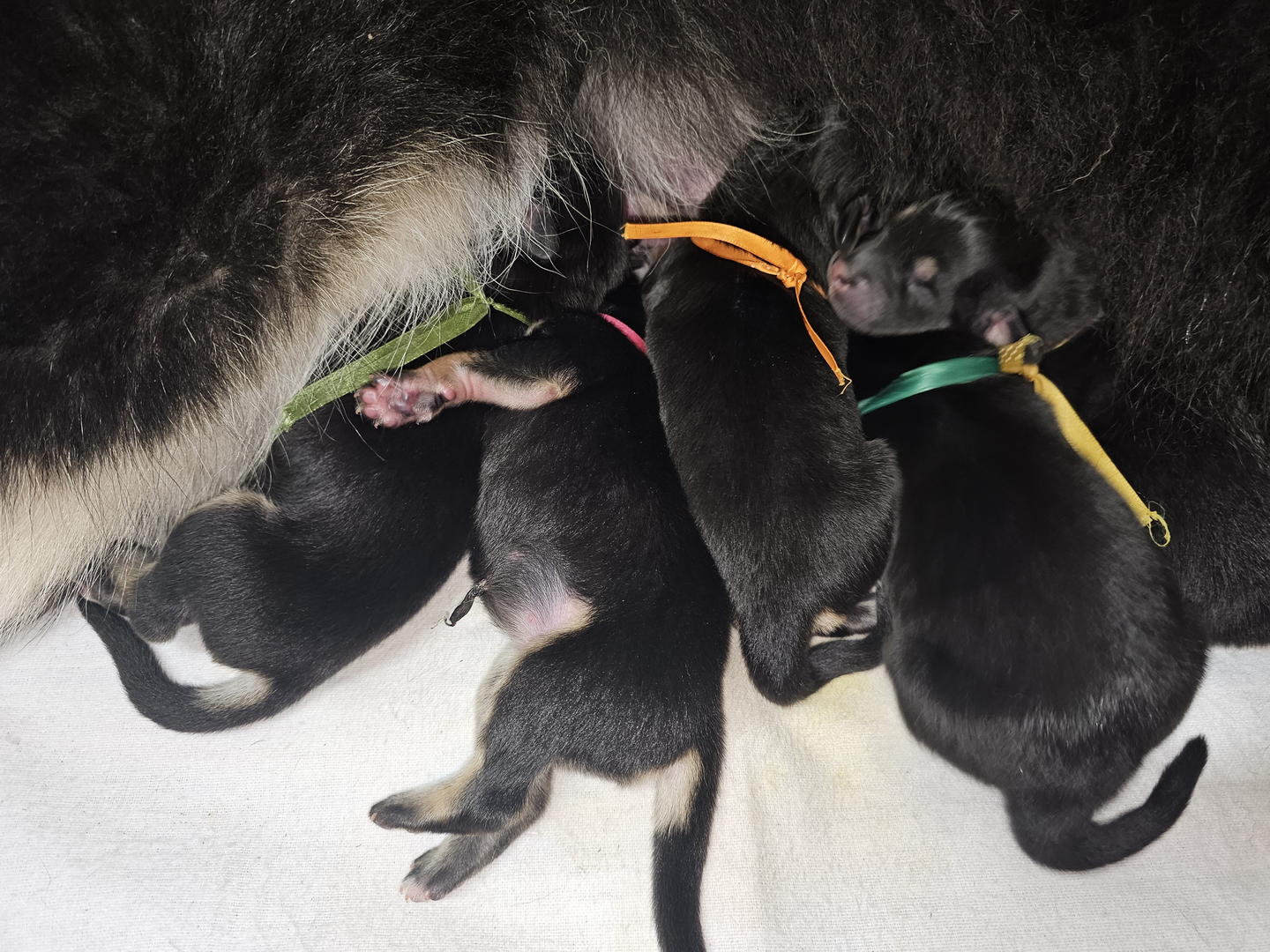 Tibetan Mastiff Puppy