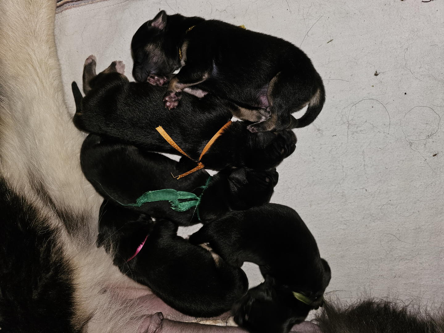 Tibetan Mastiff Puppy