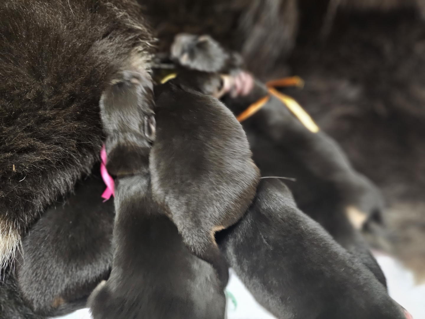 Tibetan Mastiff Puppy