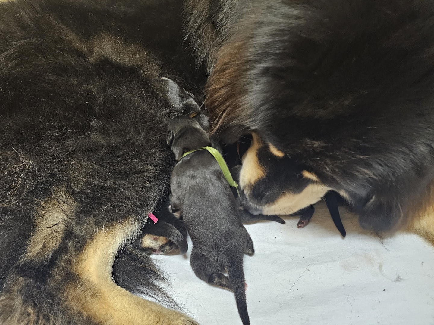 Tibetan Mastiff Puppy