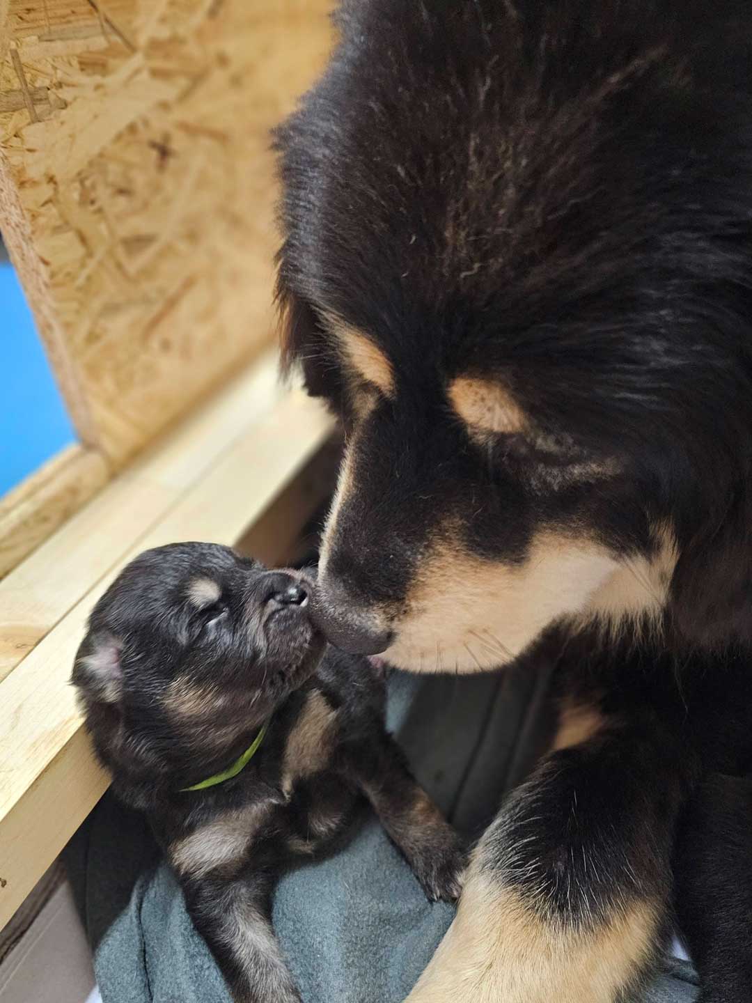 Tibetan Mastiff Puppy