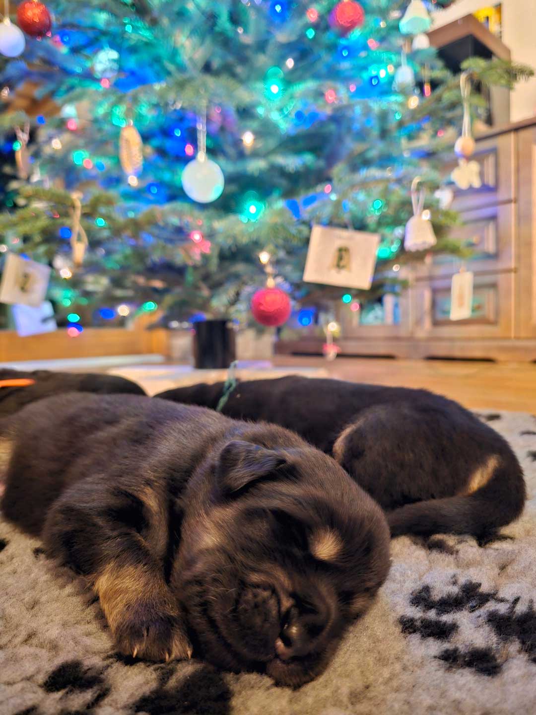 Tibetan Mastiff Puppy