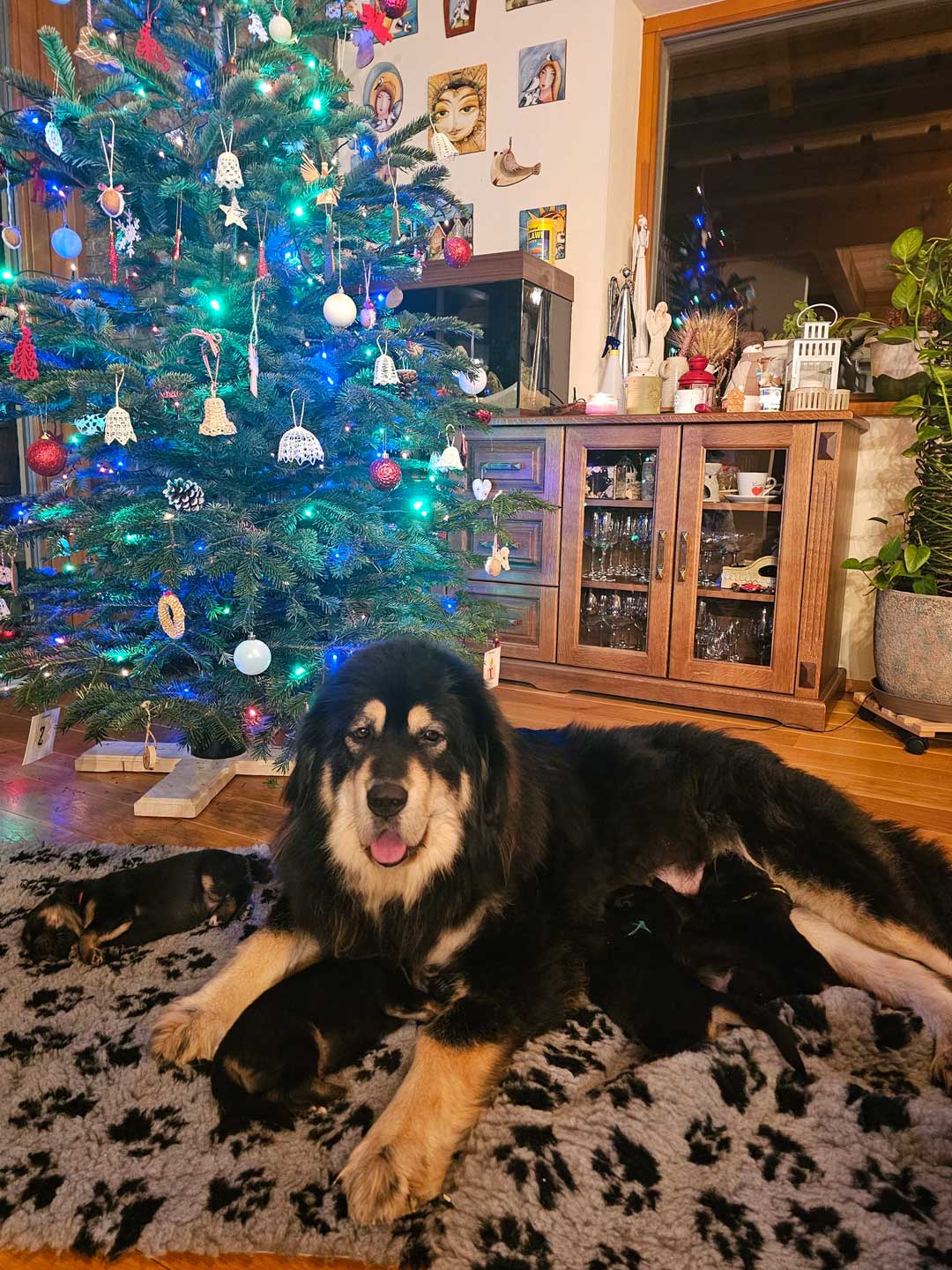 Tibetan Mastiff Puppy