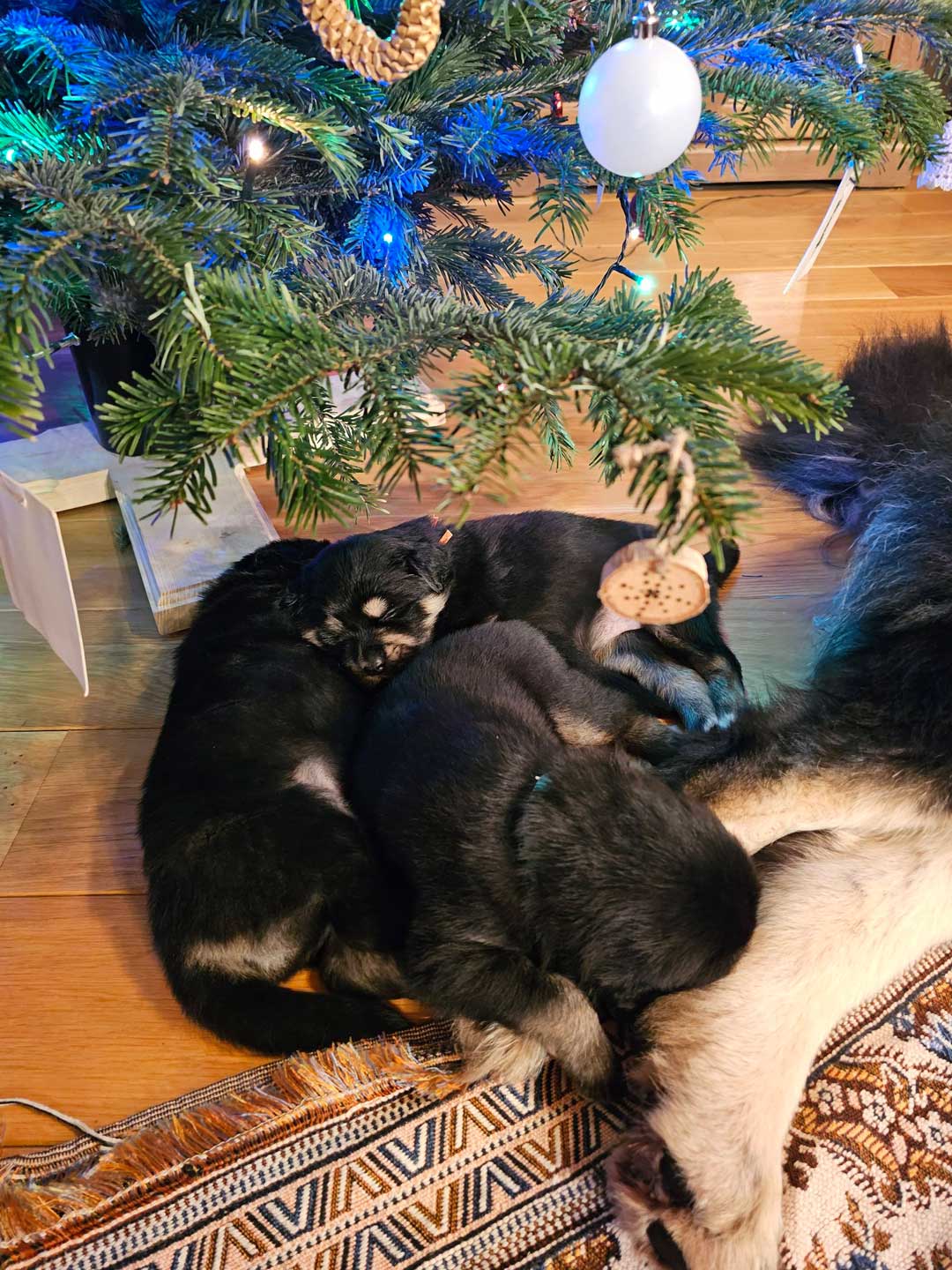 Tibetan Mastiff Puppy