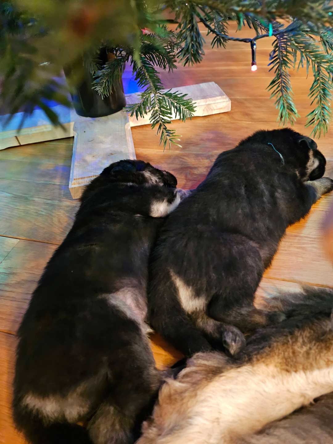 Tibetan Mastiff Puppy