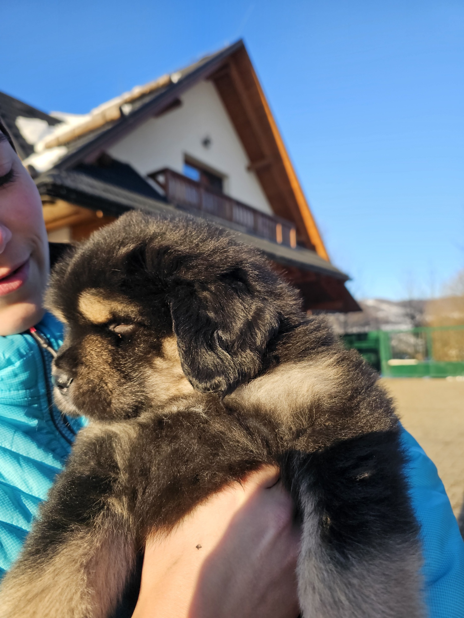 Tibetan Mastiff Puppy