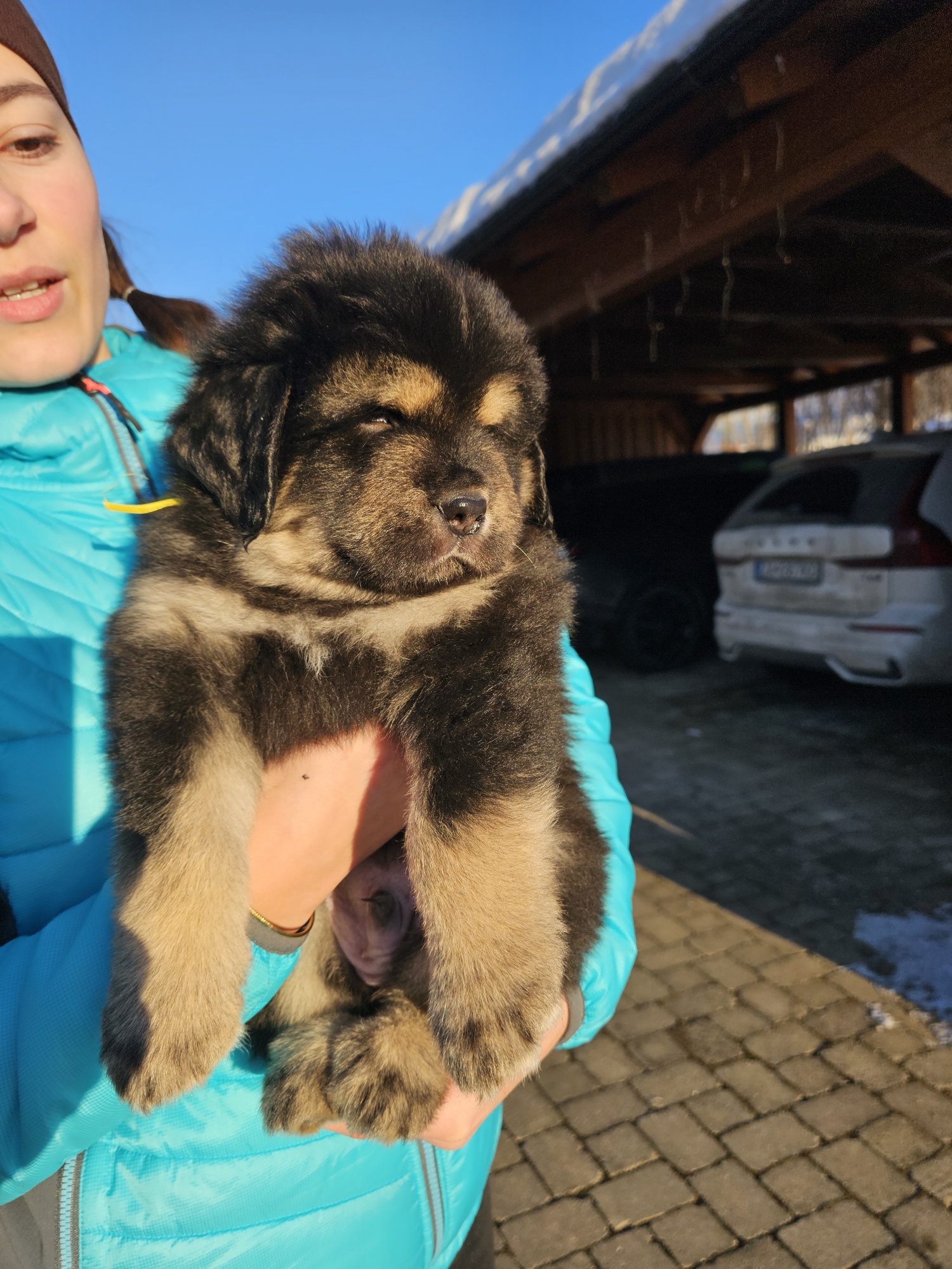 Tibetan Mastiff Puppy